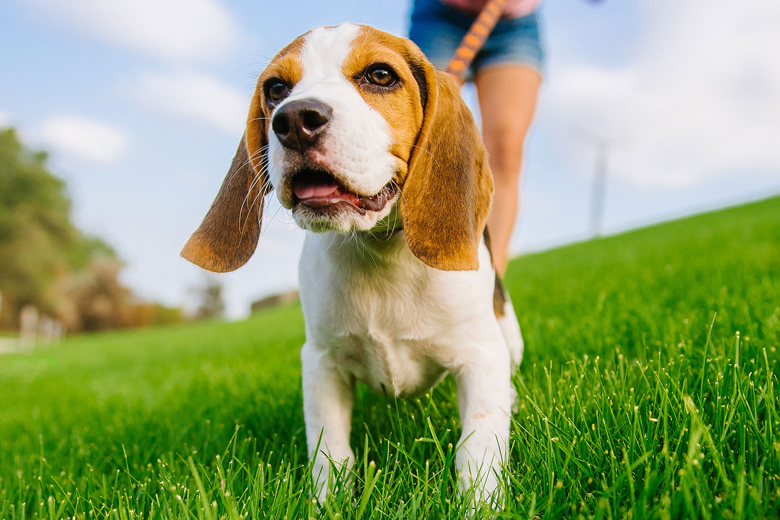 Dog searching for a deal